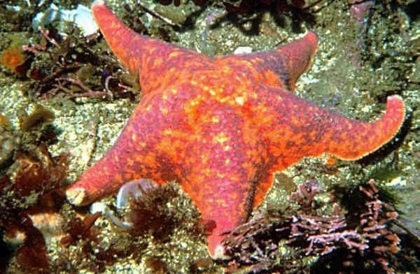 Sea Star