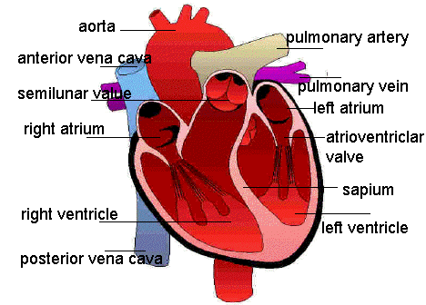Blurb: Unlabeled human muscle diagrams Blank heart diagram heart on a 