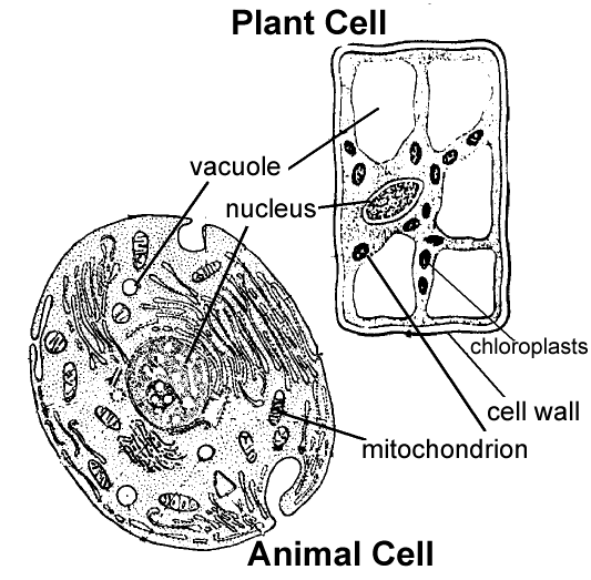 Animal Cell Parts And Functions For Kids. Identifying Animal and Plant