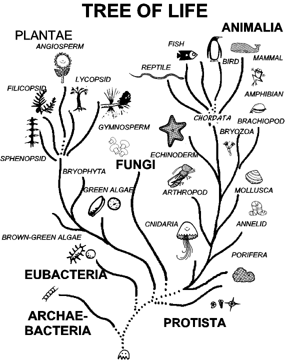 Notice all life is descended from the evil gobbleyouup character from Ms