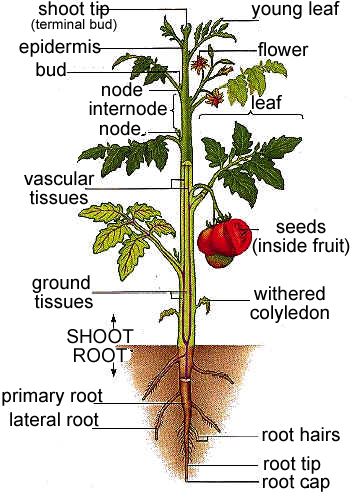 Labeled Flower Parts
