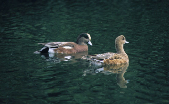 http://www.msnucleus.org/watersheds/biological/images/Birds/wigeon.jpg