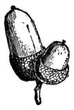 New Century Dictionary Vol. 1 (1936)
Author: Emery, H. G. and Brewster, K. G.
Illustrator: Many
Publisher: P. F. Collier and Son Corp.
Copyright (c) 1996 Zedcor Inc. All Rights Reserved.
Keywords: acorn seed fruit of oak nut n hardened scaly cup, b/w

