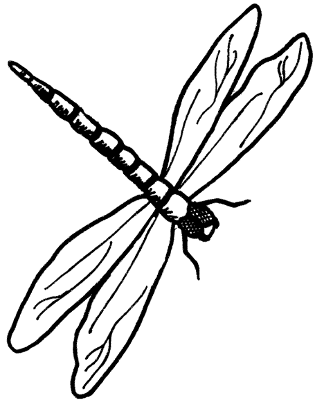 black and white dragonfly