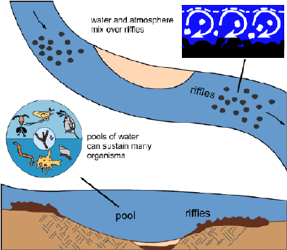 Organisms require dissolved oxygen to live.