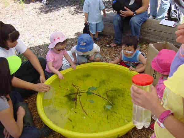 TAdPOLES AND FROGS