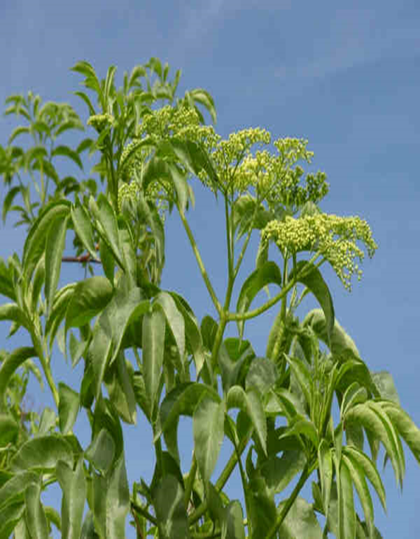 Blue Elderberry