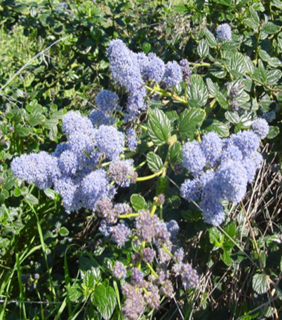 California Lilac