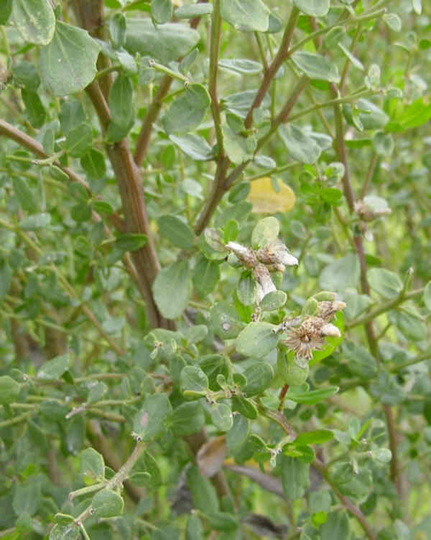 Coyote Brush