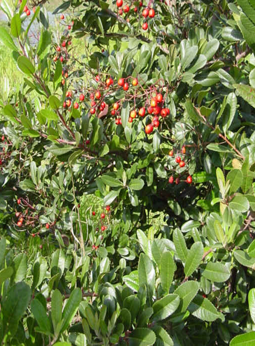 Toyon