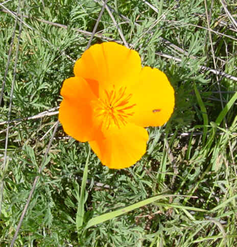 California Poppy