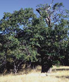 Black Oak