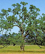 Blue Oak