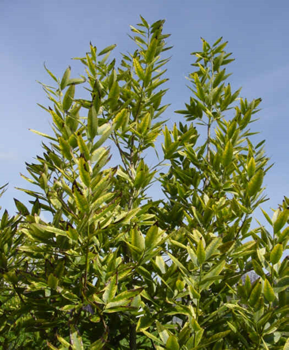 California Bay Laurel