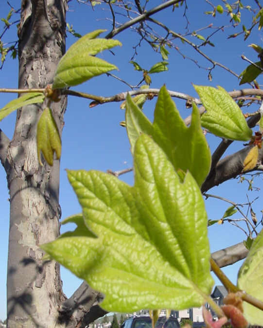 Western Sycamore