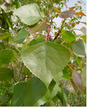 Fremont Cottonwood