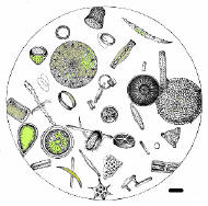 Microscopic Pond Life Identification Chart