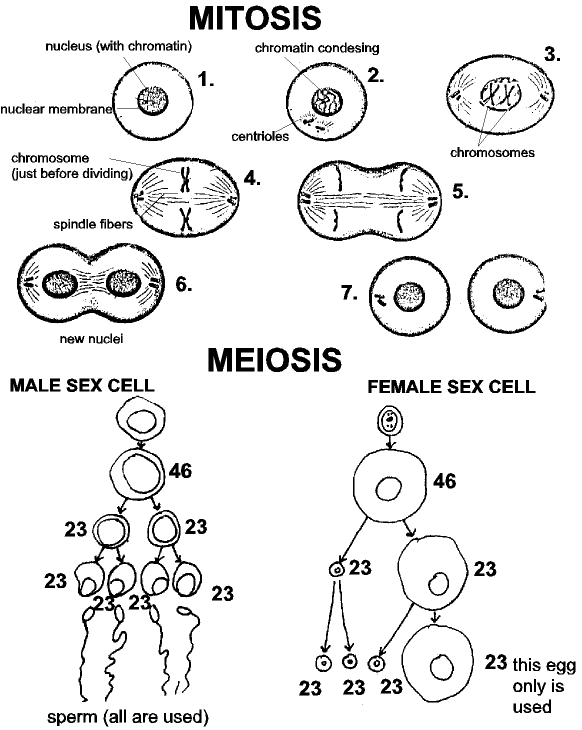 Comparing Mitosis and Meiosis.