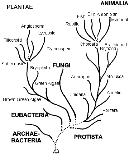 Comparing Characteristics of the 5 Kingdoms