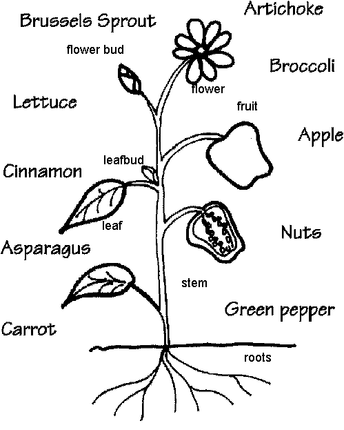 Parts of a Tree Worksheets for Kids - Nature Inspired Learning