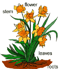 What is a flower stem called?