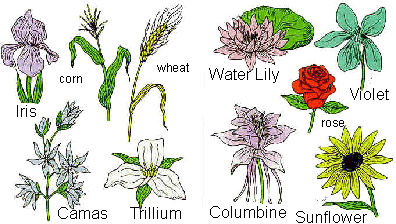 angiosperm monocot examples