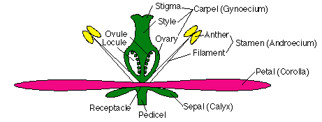 Comparing Reproduction Of A Gymnosperm And Angiosperm