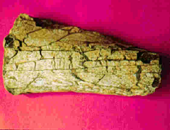 Comparing Different Modes of Fossilization